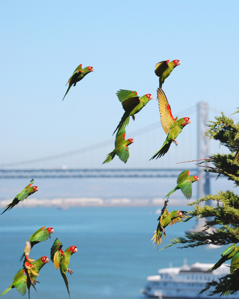 Parrots with bridge