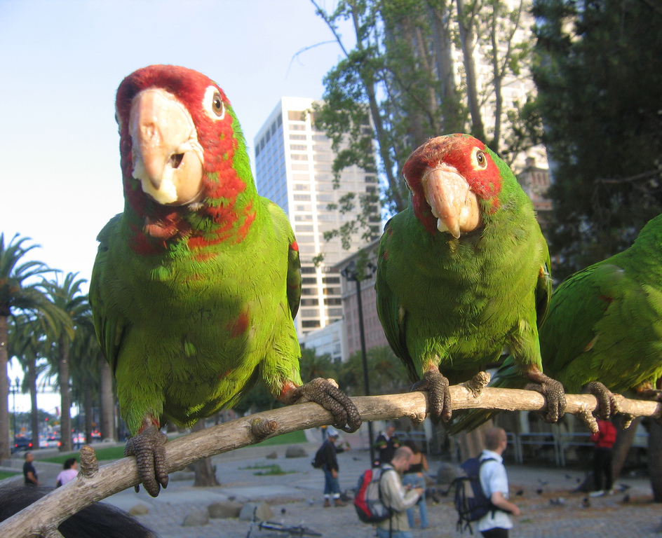 Parrots on branch