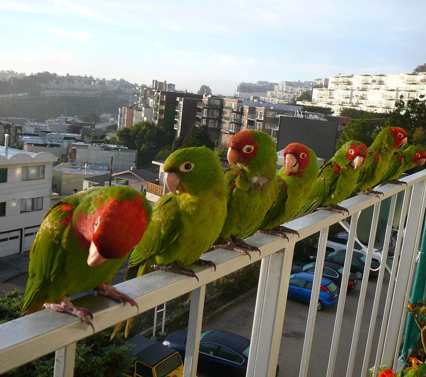 Parrots on railing