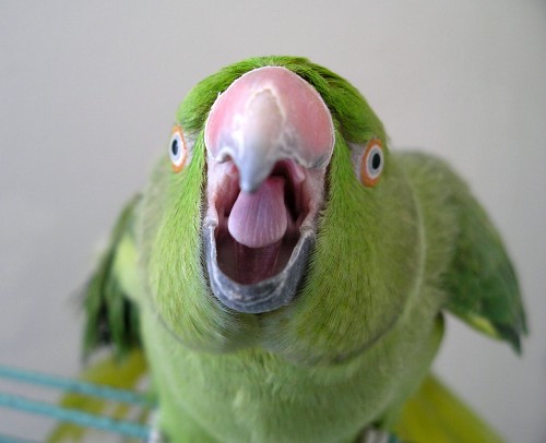 Squawking parrot